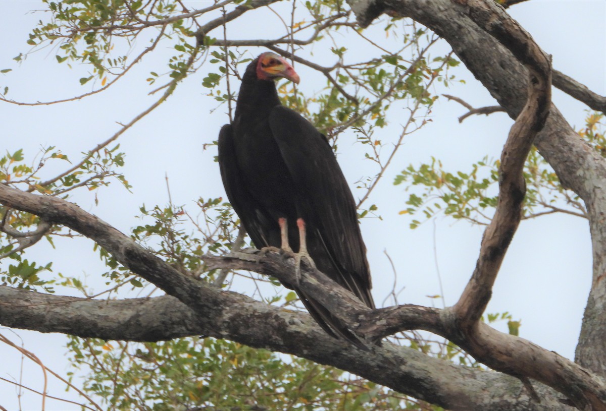 Lesser Yellow-headed Vulture - ML622184875