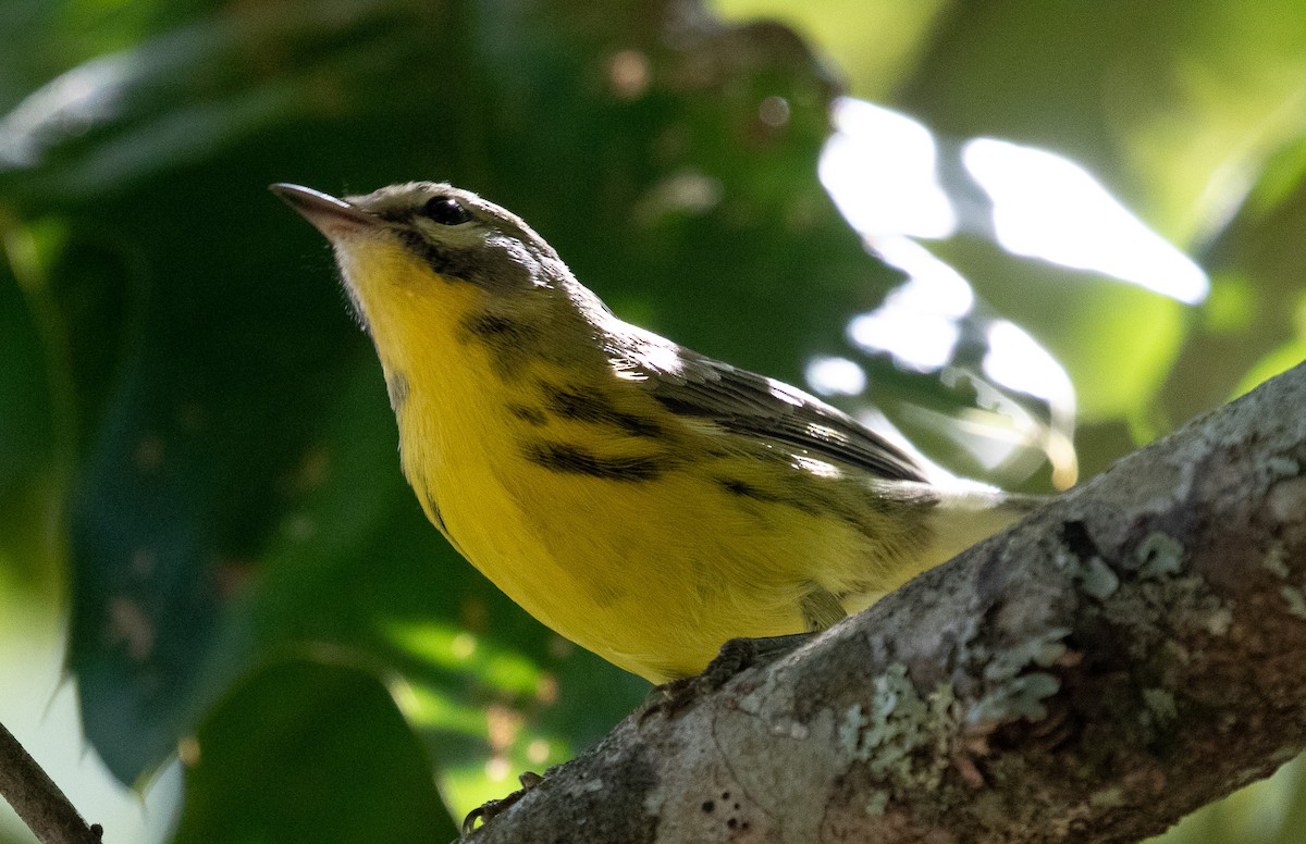 Prairie Warbler - ML622184877