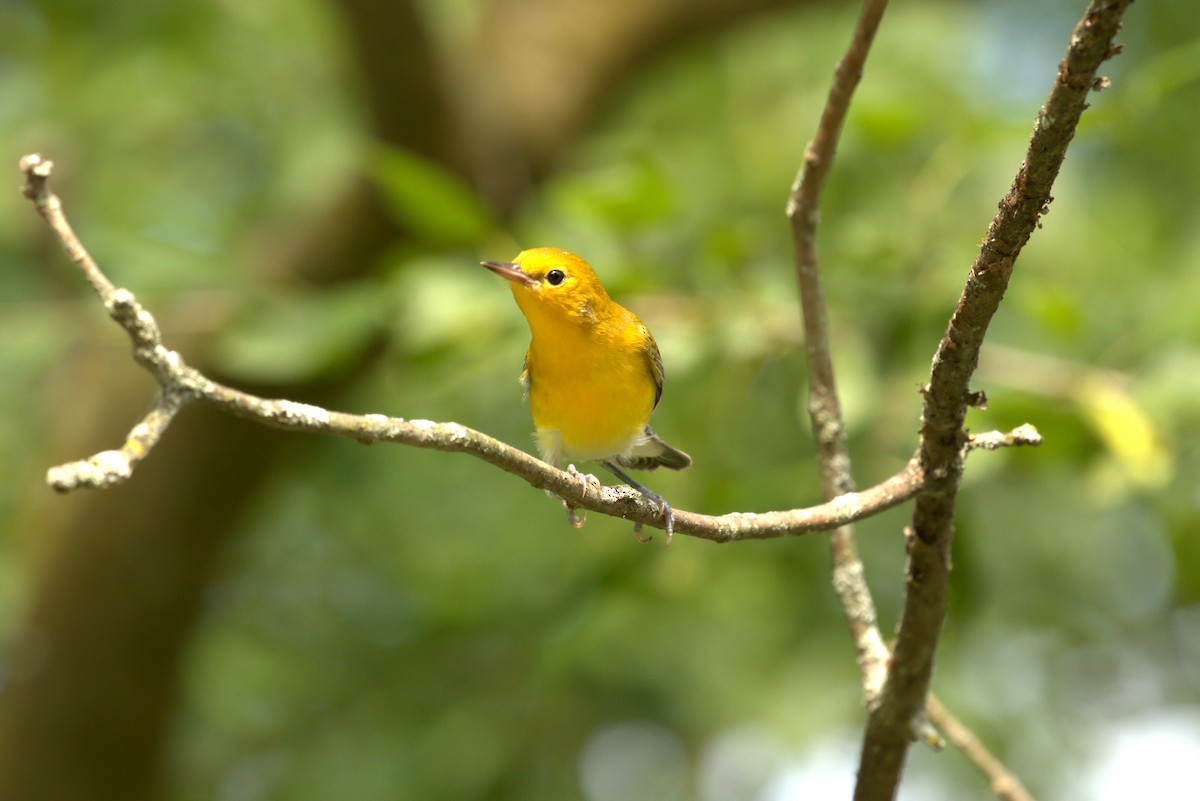 Prothonotary Warbler - ML622184878