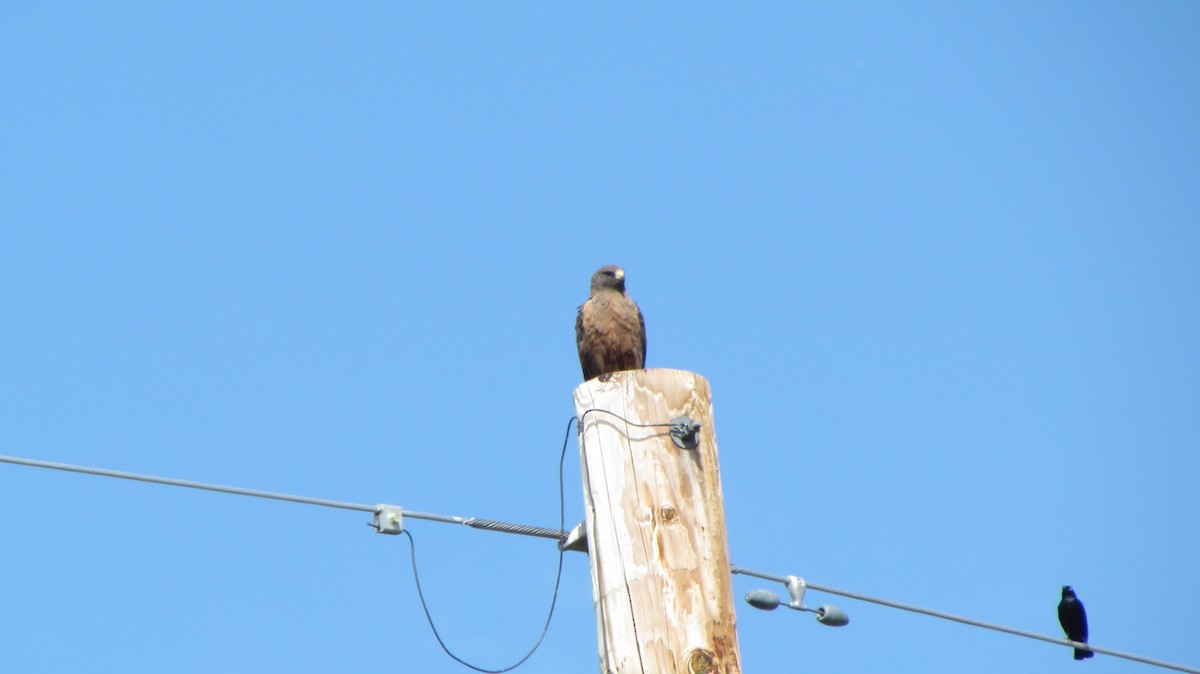 Swainson's Hawk - ML622184879