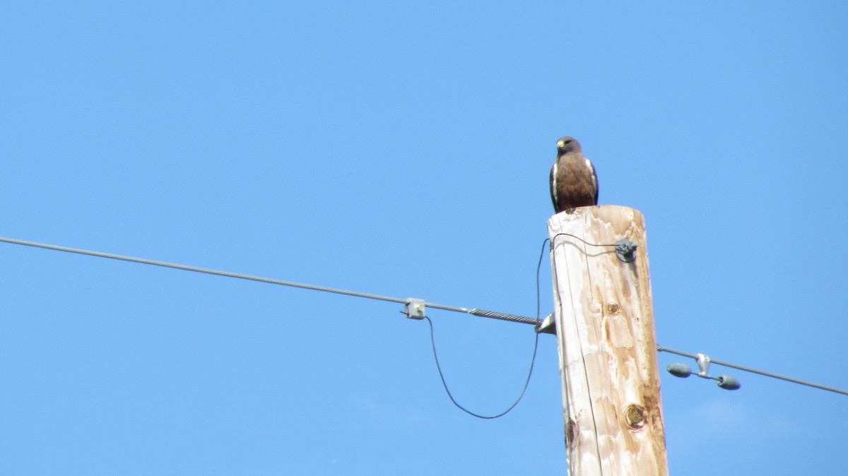 Swainson's Hawk - ML622184880