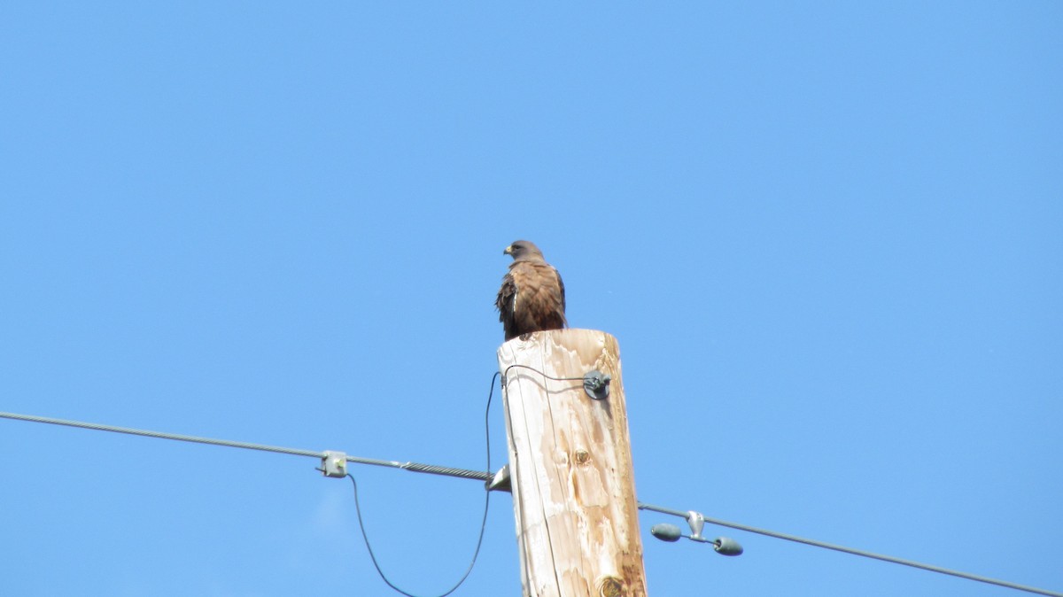 Swainson's Hawk - ML622184881