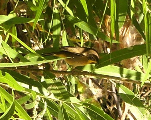 Yellow-breasted Chat - ML622184882