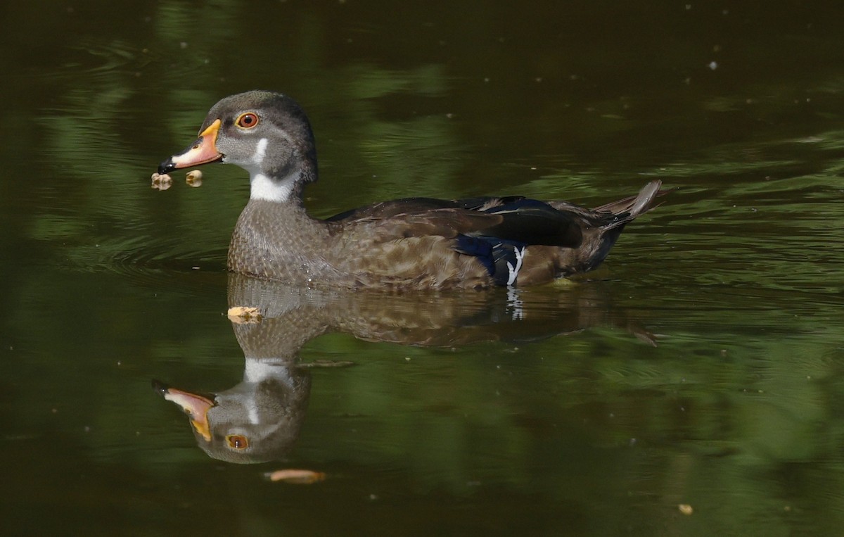 Wood Duck - ML622184883