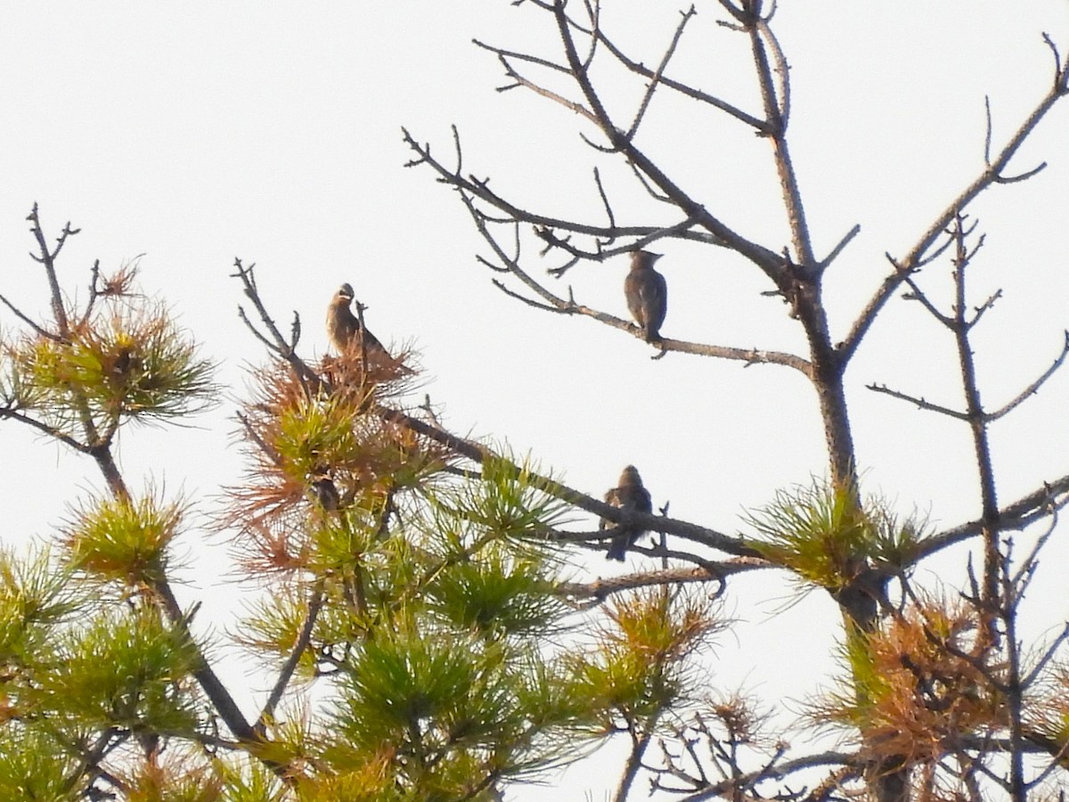 Cedar Waxwing - ML622184884