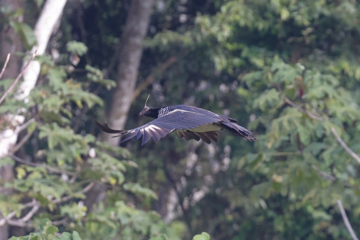 Horned Screamer - ML622184885