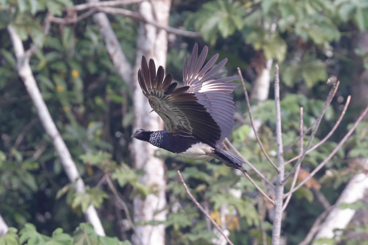 Horned Screamer - ML622184886