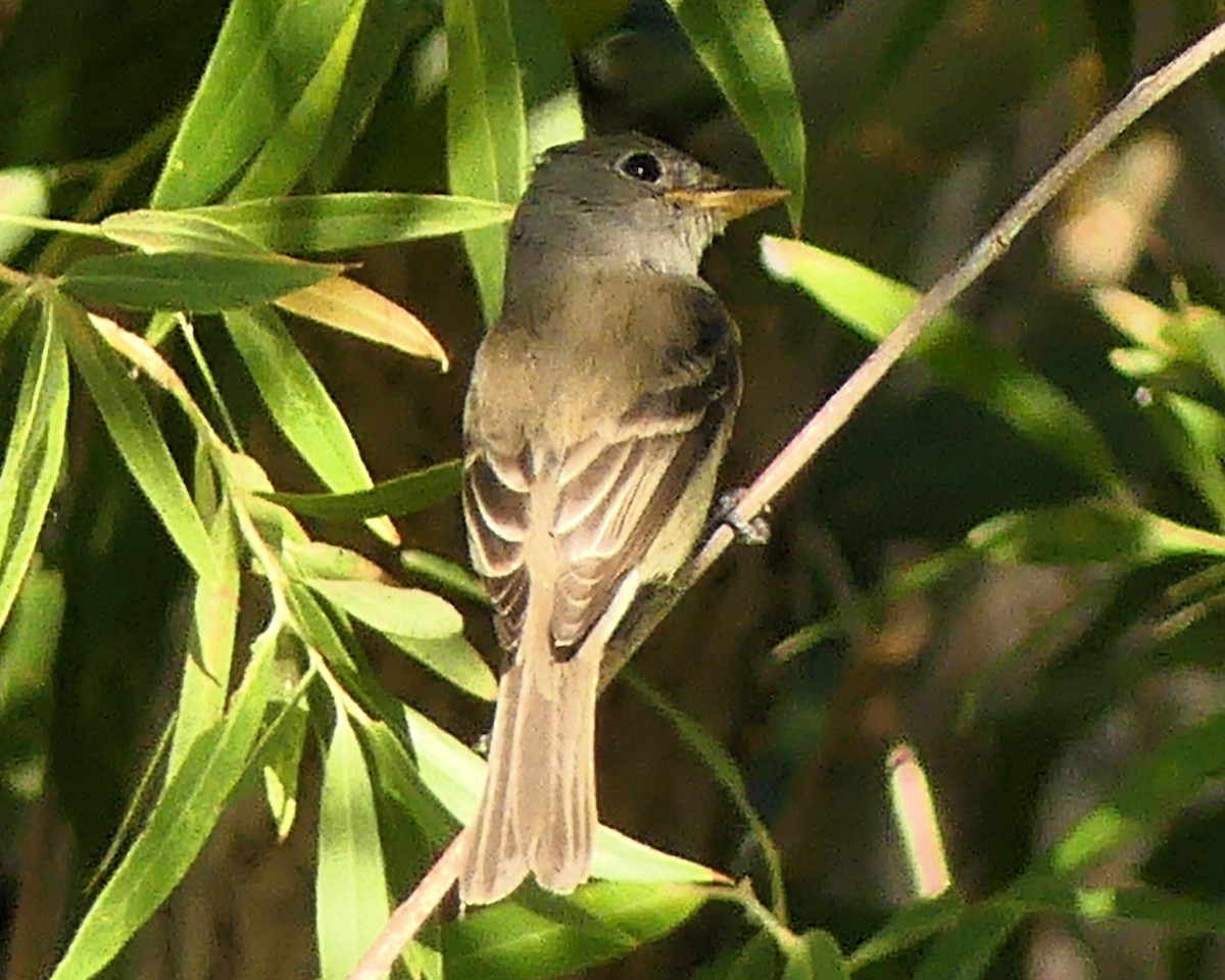 Willow Flycatcher - ML622184887