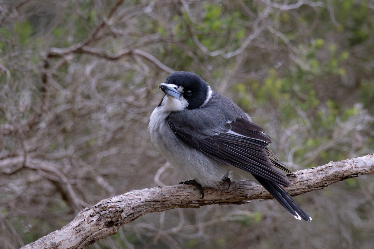 Gray Butcherbird - André  Zambolli