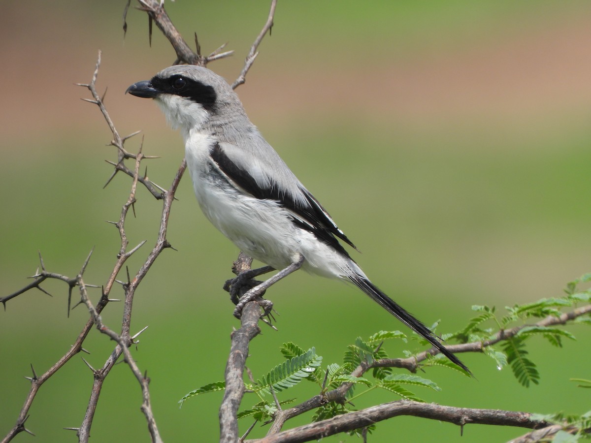 Great Gray Shrike - ML622184889