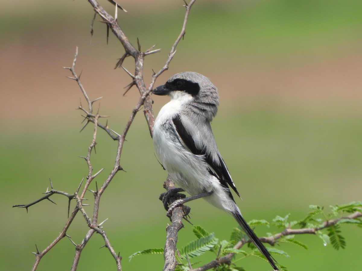 Great Gray Shrike - ML622184890