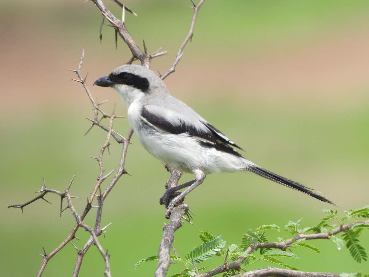 Great Gray Shrike - ML622184891