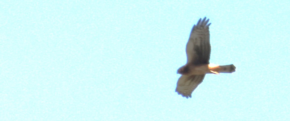 Northern Harrier - ML622184892