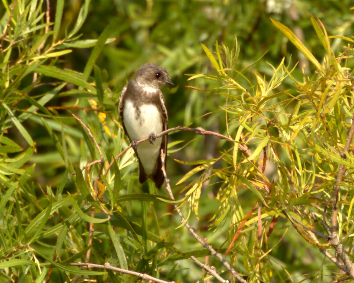 Bank Swallow - ML622184893