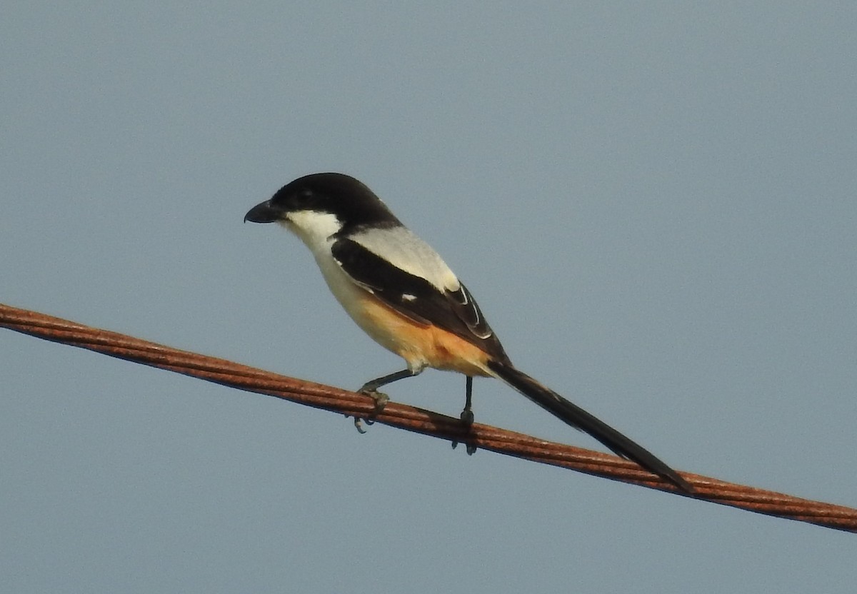 Long-tailed Shrike - ML622184899