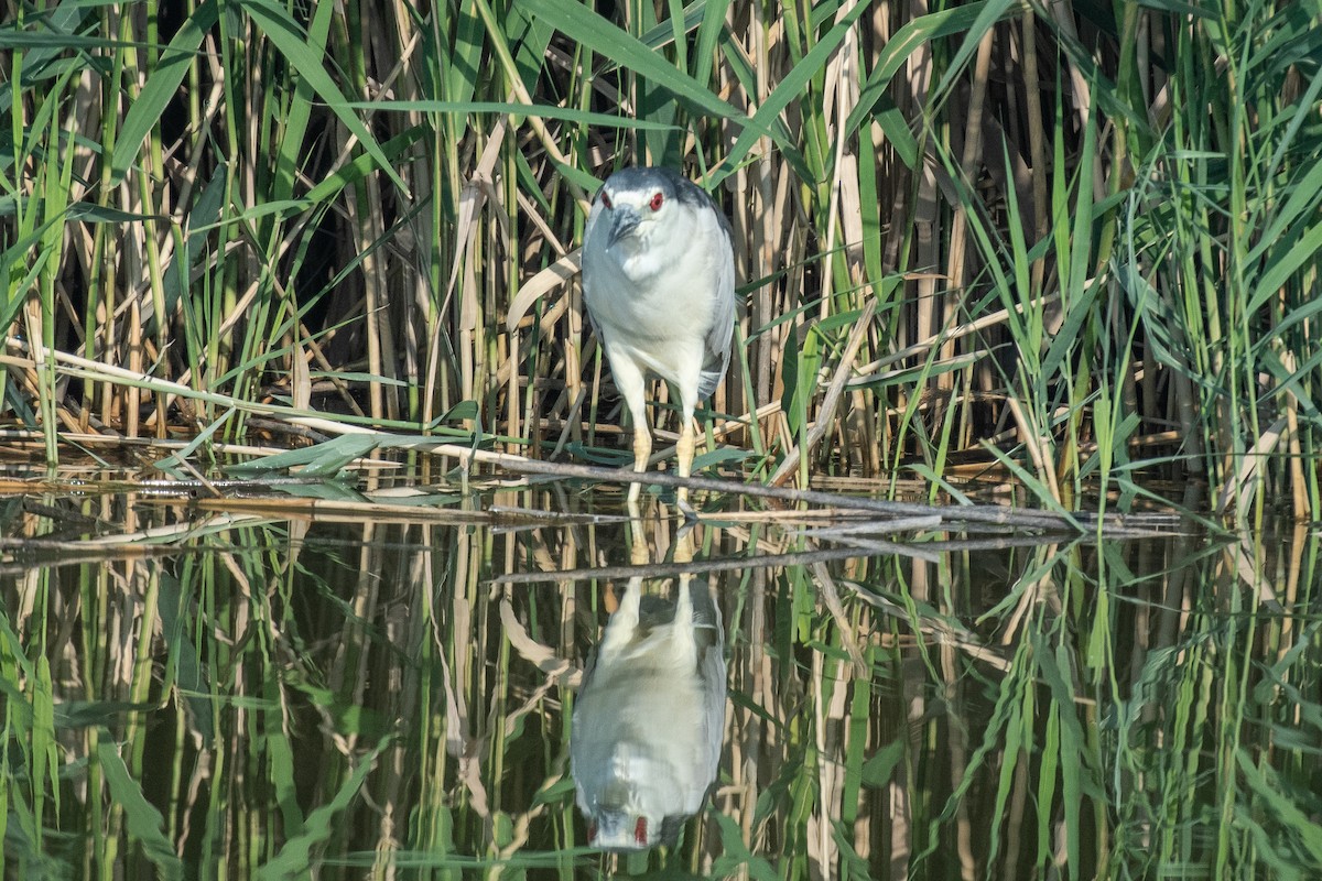 Black-crowned Night Heron - ML622184961