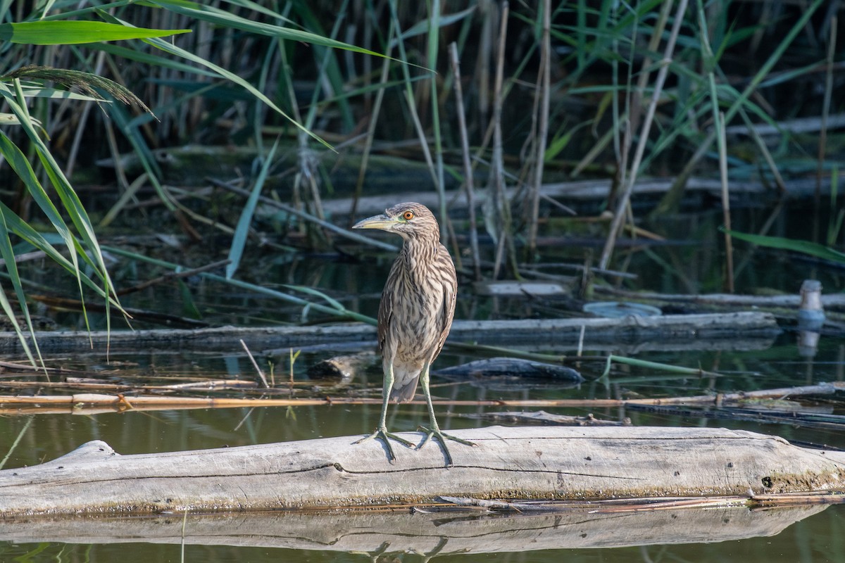 Black-crowned Night Heron - ML622184962