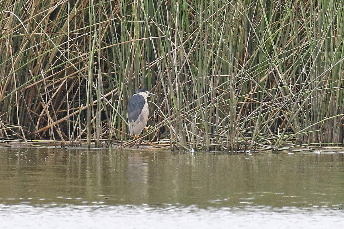 Black-crowned Night Heron - ML622184972