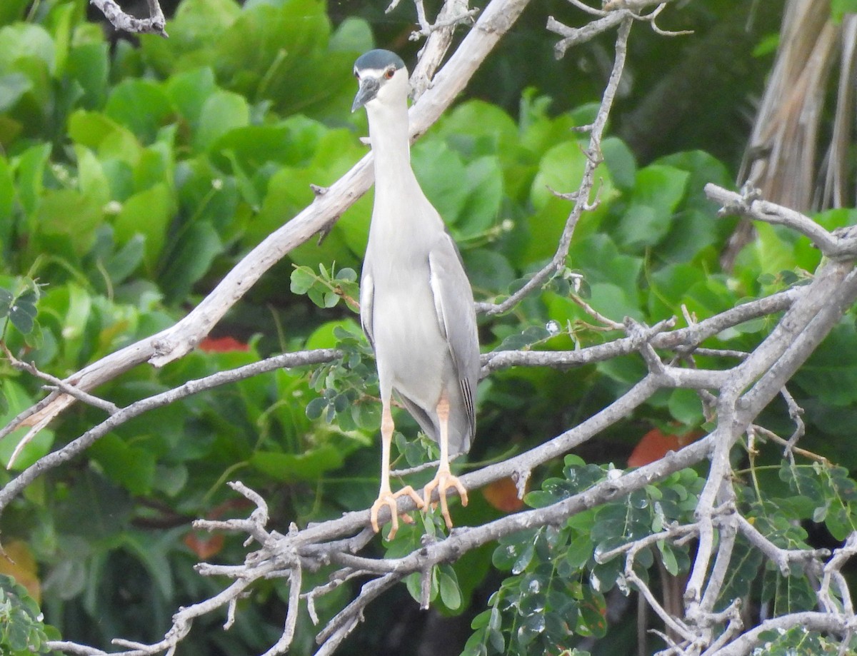 Black-crowned Night Heron - ML622185025