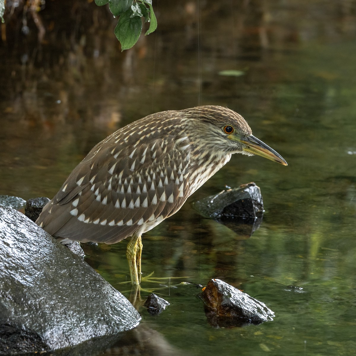 Black-crowned Night Heron - ML622185040