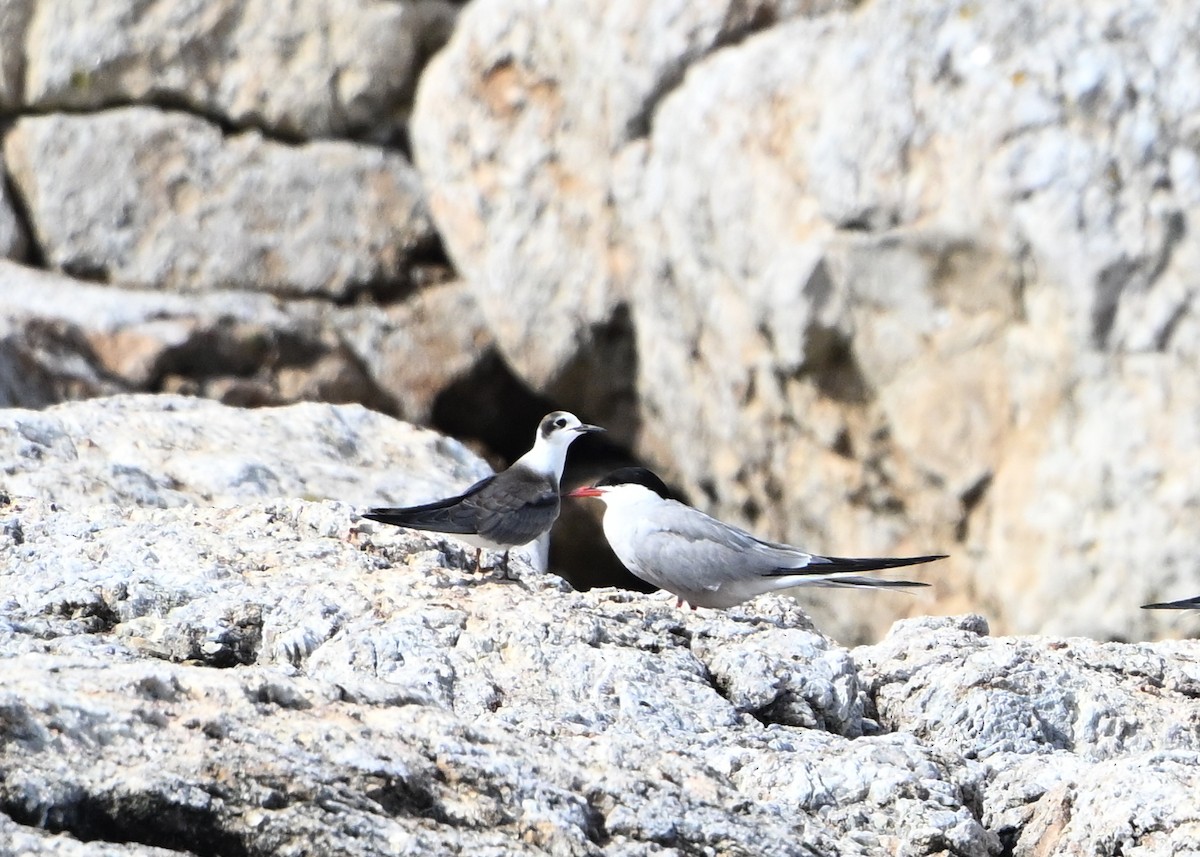 Black Tern - ML622185069