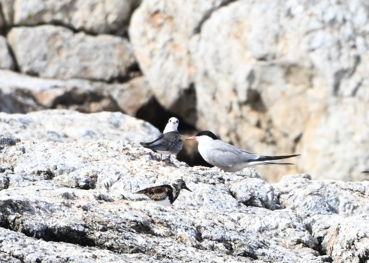 Black Tern - ML622185078