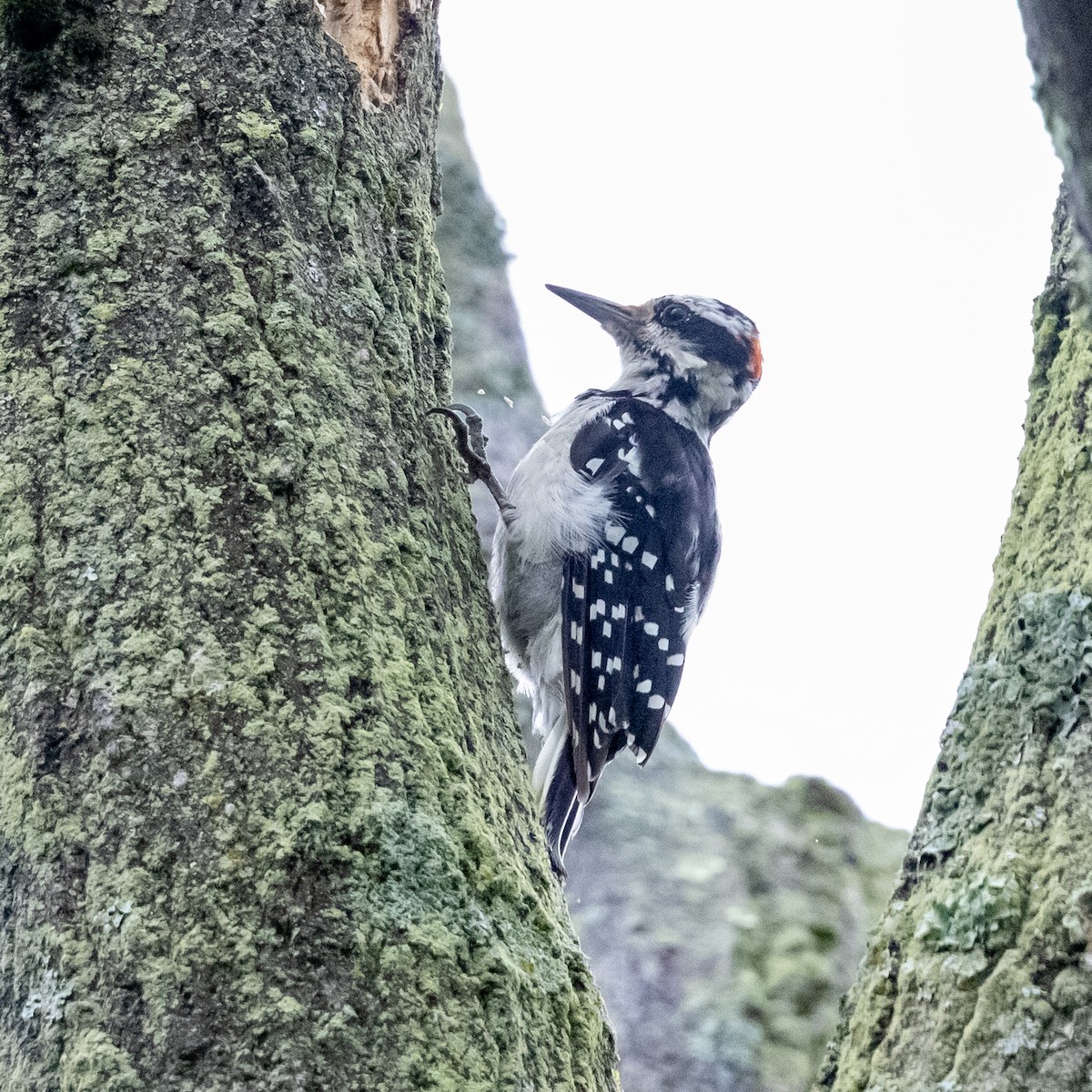 Hairy Woodpecker - ML622185081