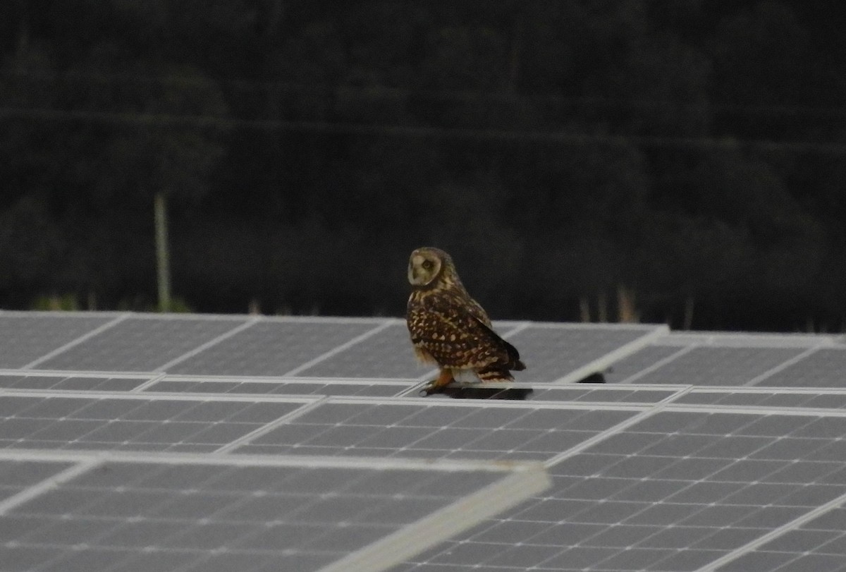 Short-eared Owl - ML622185119