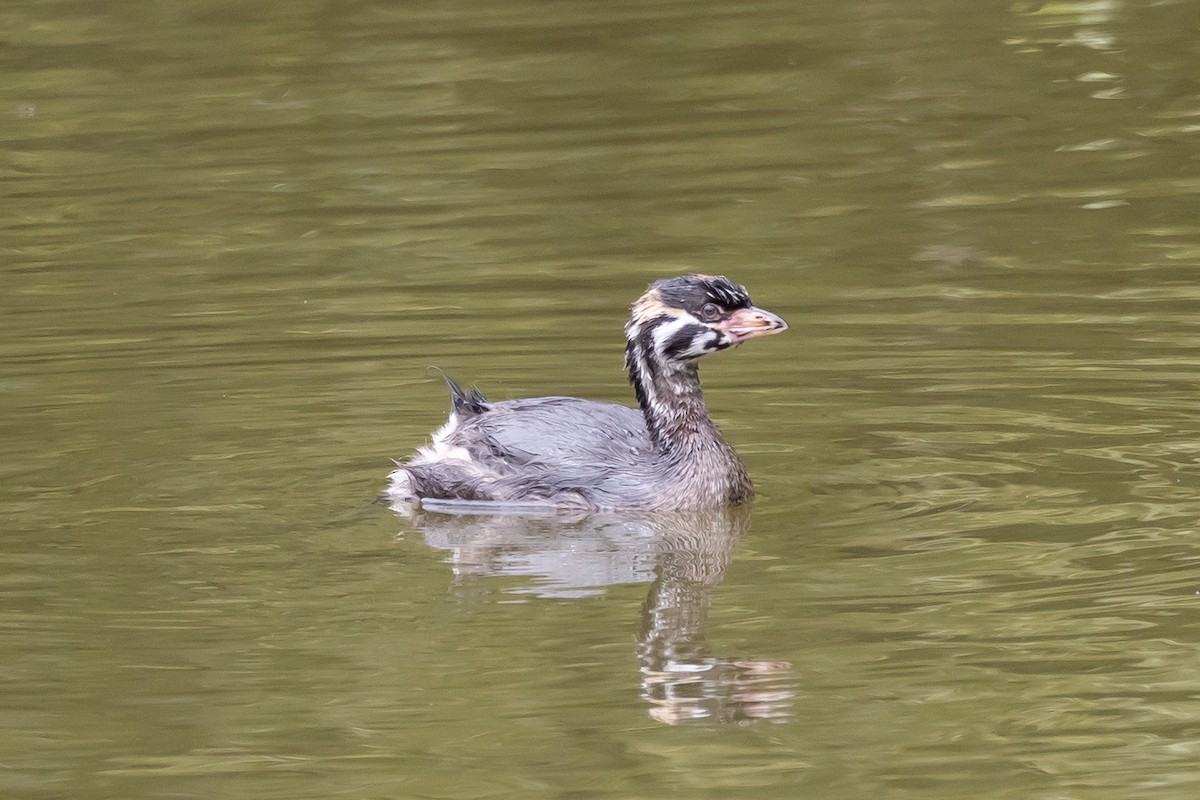 Pied-billed Grebe - ML622185134