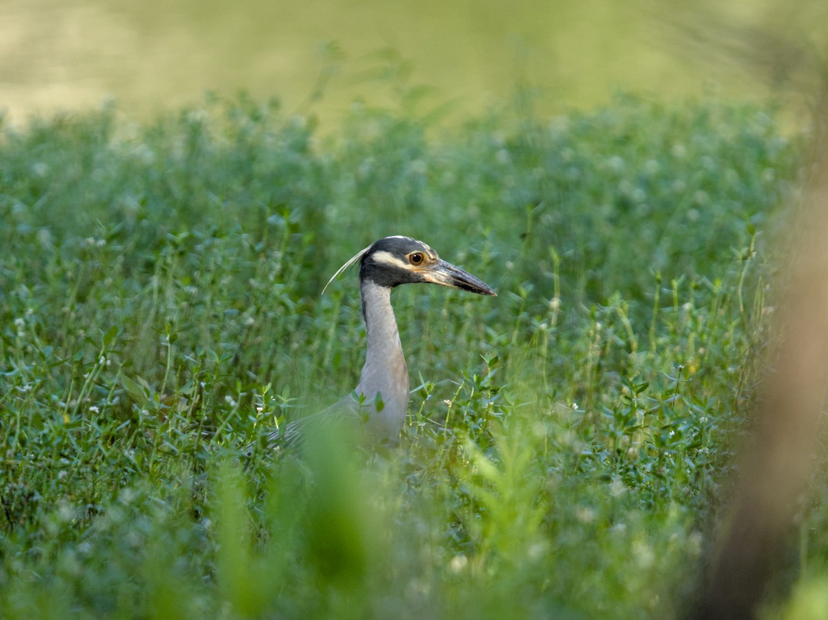 Yellow-crowned Night Heron - ML622185195