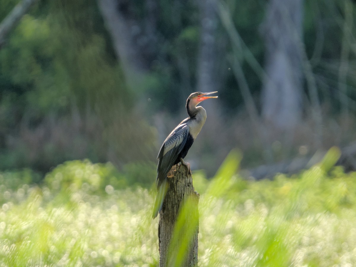 Anhinga - ML622185198