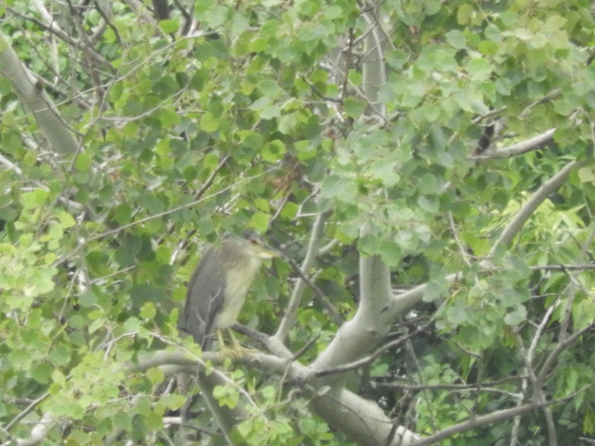 Black-crowned Night Heron - ML622185206