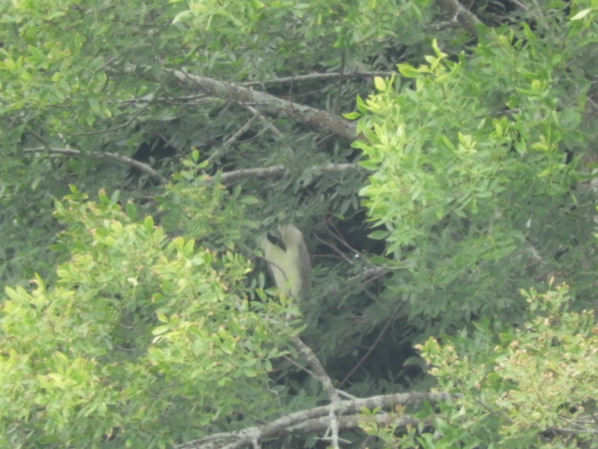 Black-crowned Night Heron - ML622185210