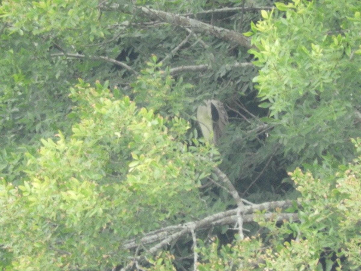 Black-crowned Night Heron - ML622185219