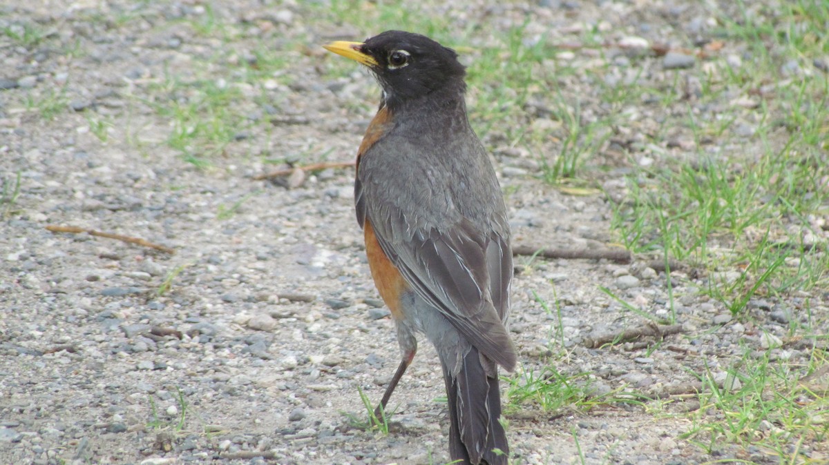 コマツグミ - ML622185250