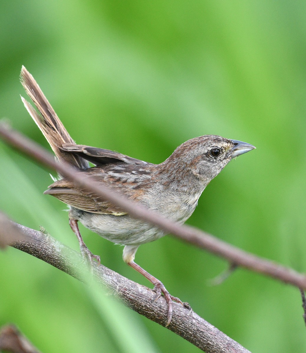 Botteri's Sparrow - ML622185297