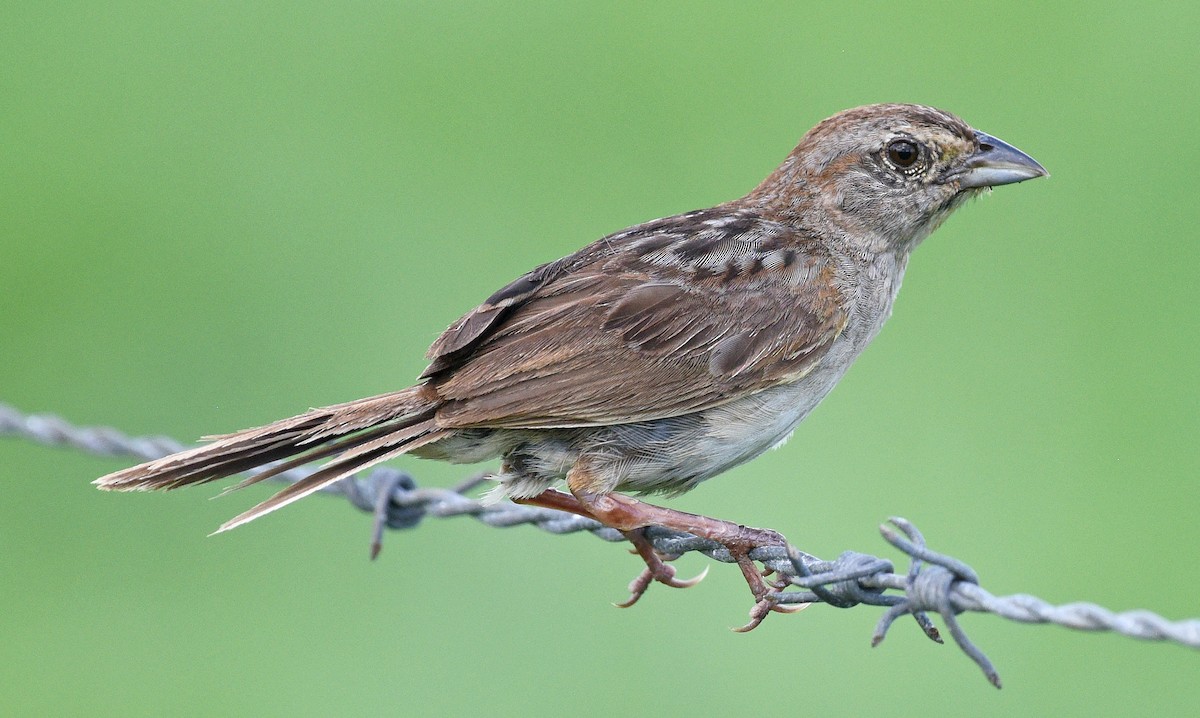 Botteri's Sparrow - ML622185299