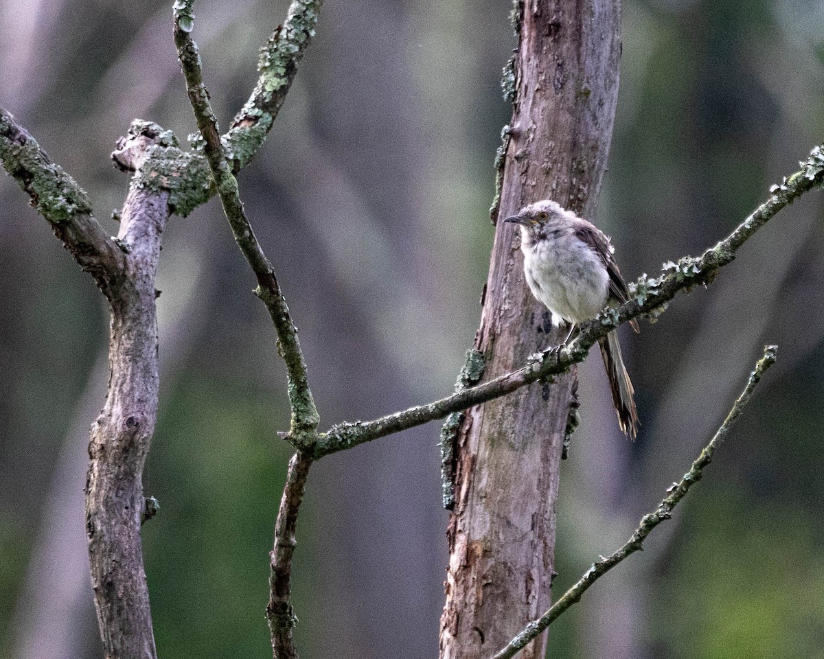 Northern Mockingbird - ML622185372