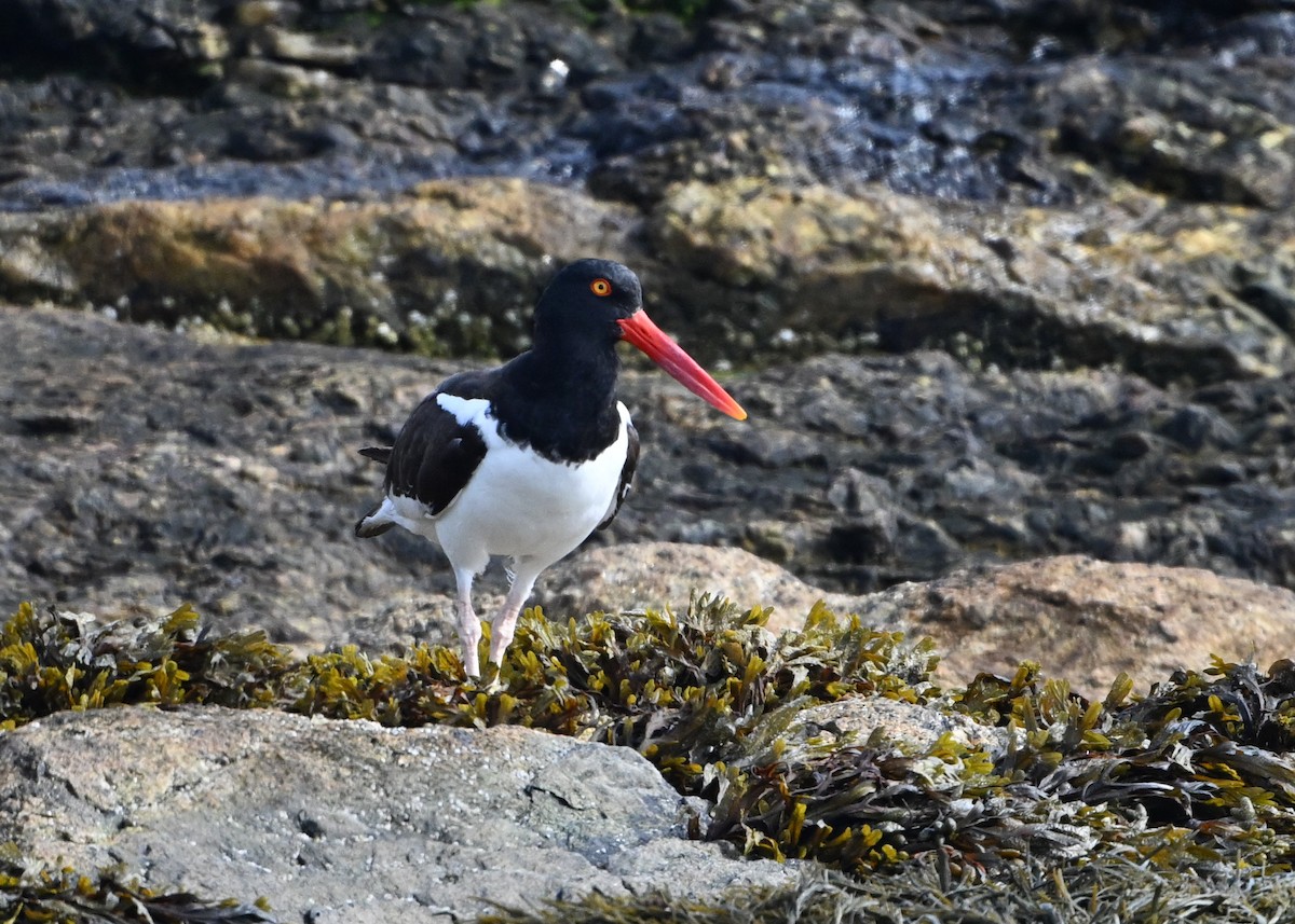 American Oystercatcher - ML622185378