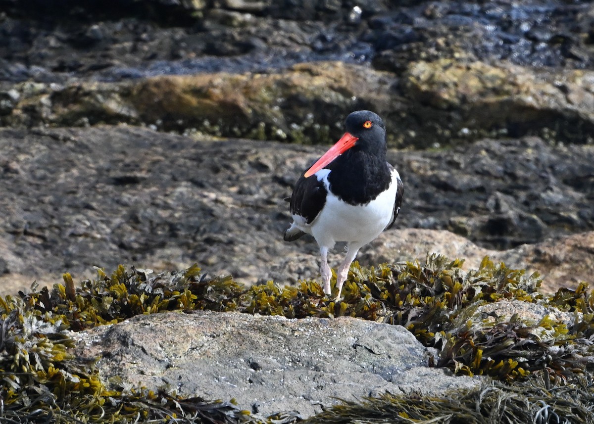 American Oystercatcher - ML622185379