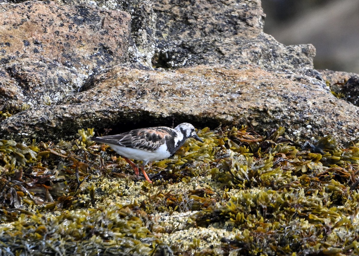 Ruddy Turnstone - ML622185380