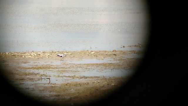 Black-bellied Plover - ML622185473