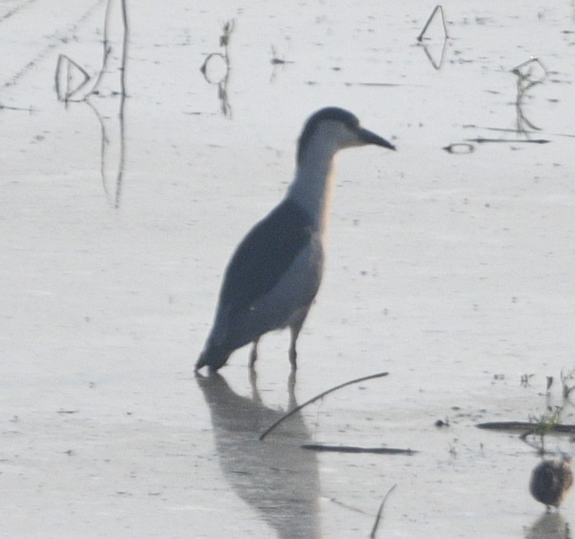 Black-crowned Night Heron - ML622185483