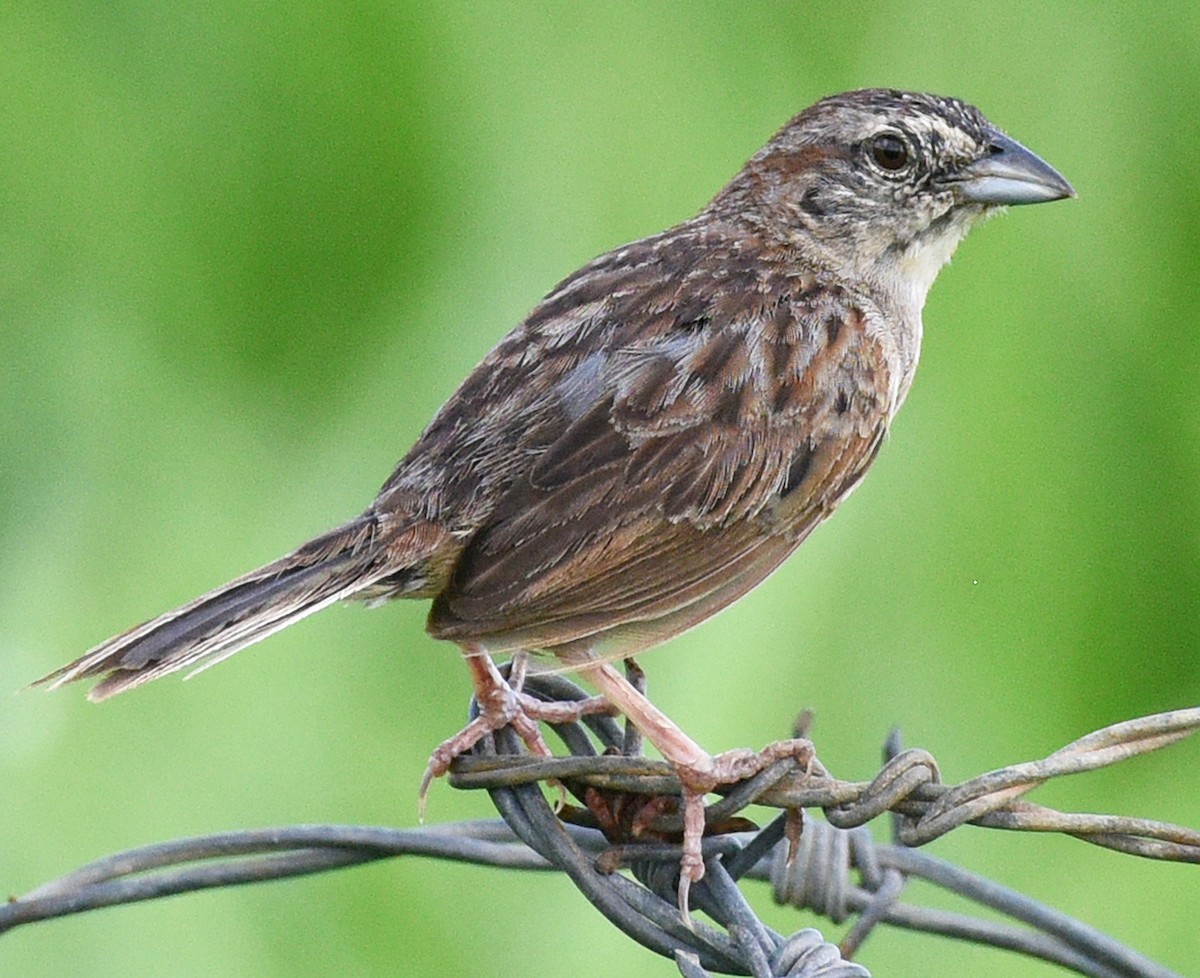 Botteri's Sparrow - ML622185523