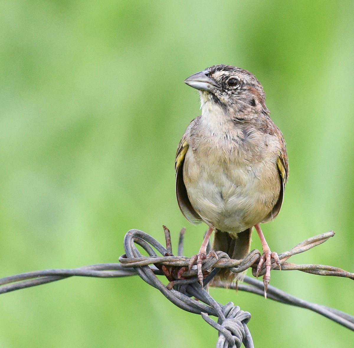 Streifenrückenammer - ML622185524