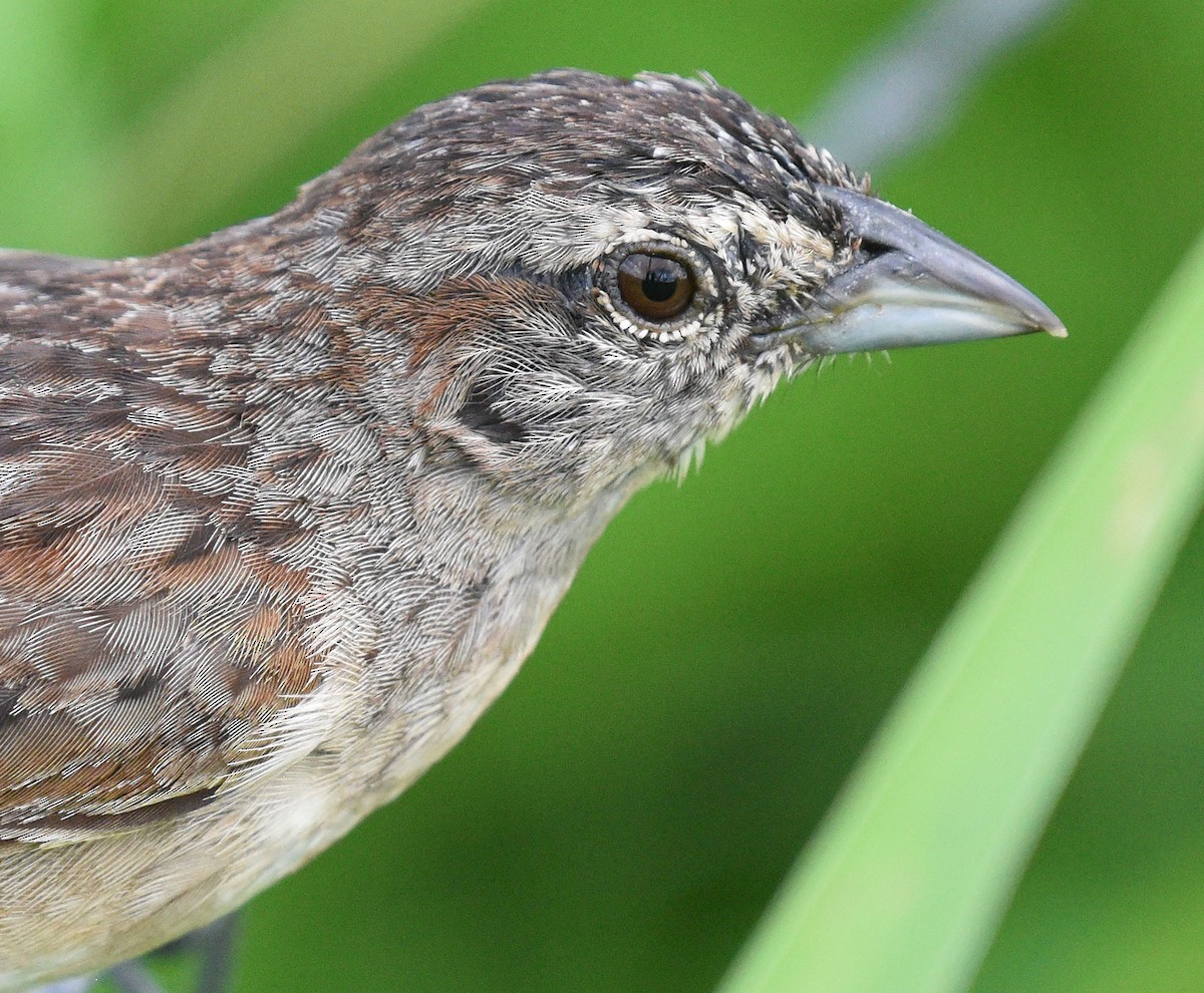 Botteri's Sparrow - ML622185525