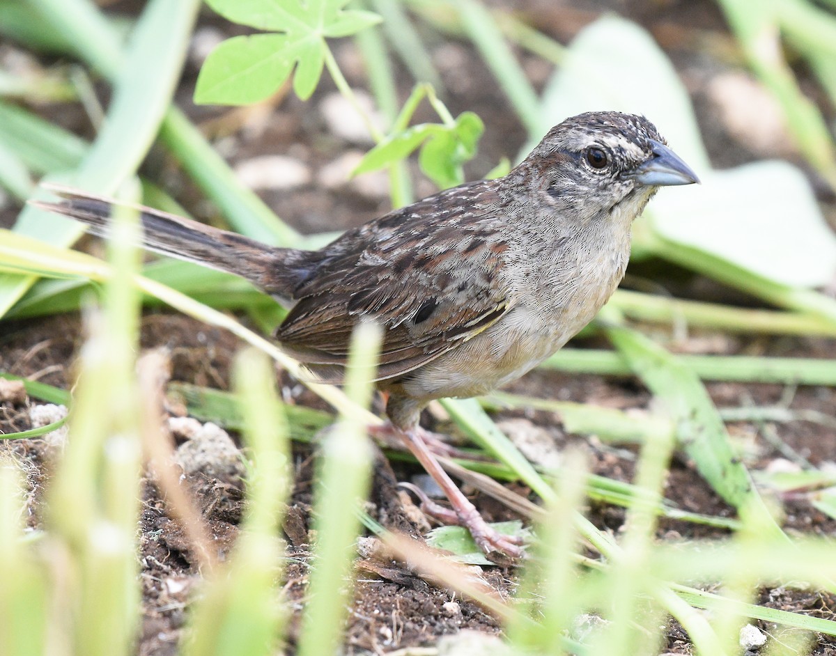 Streifenrückenammer - ML622185526