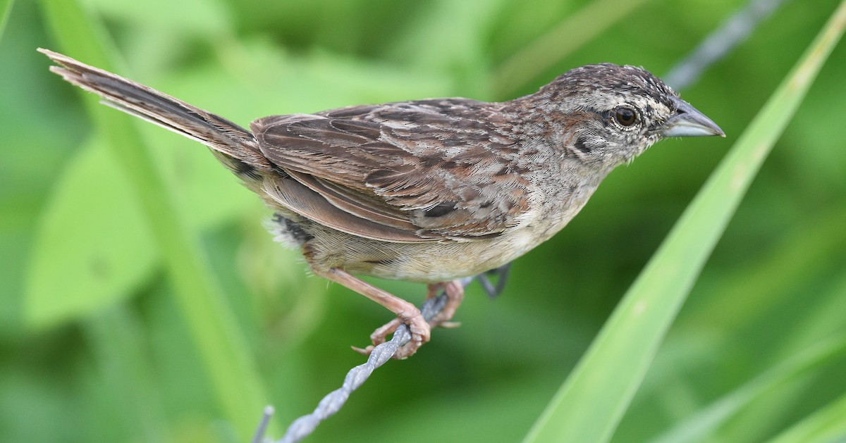 Botteri's Sparrow - ML622185527