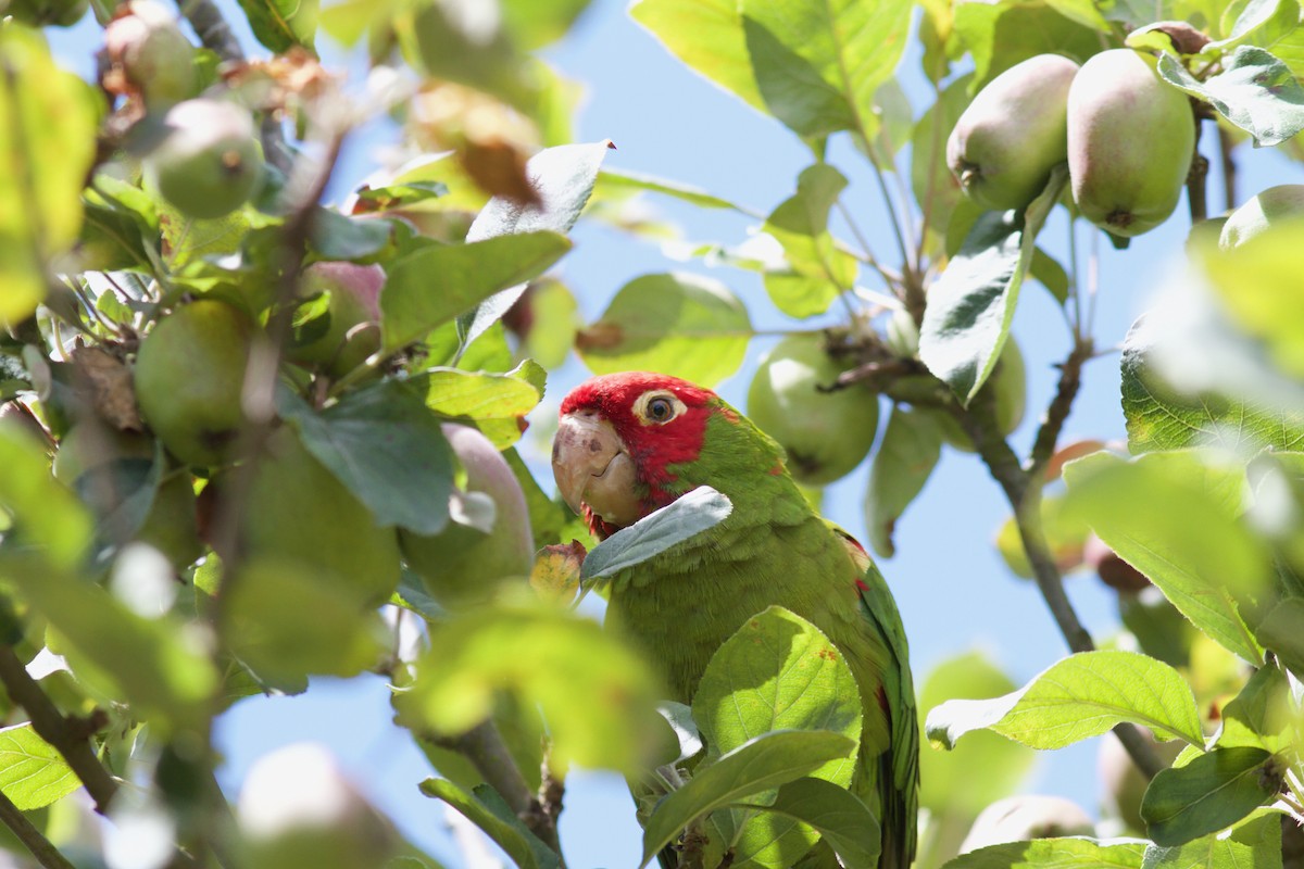 Red-masked Parakeet - Justyn Stahl