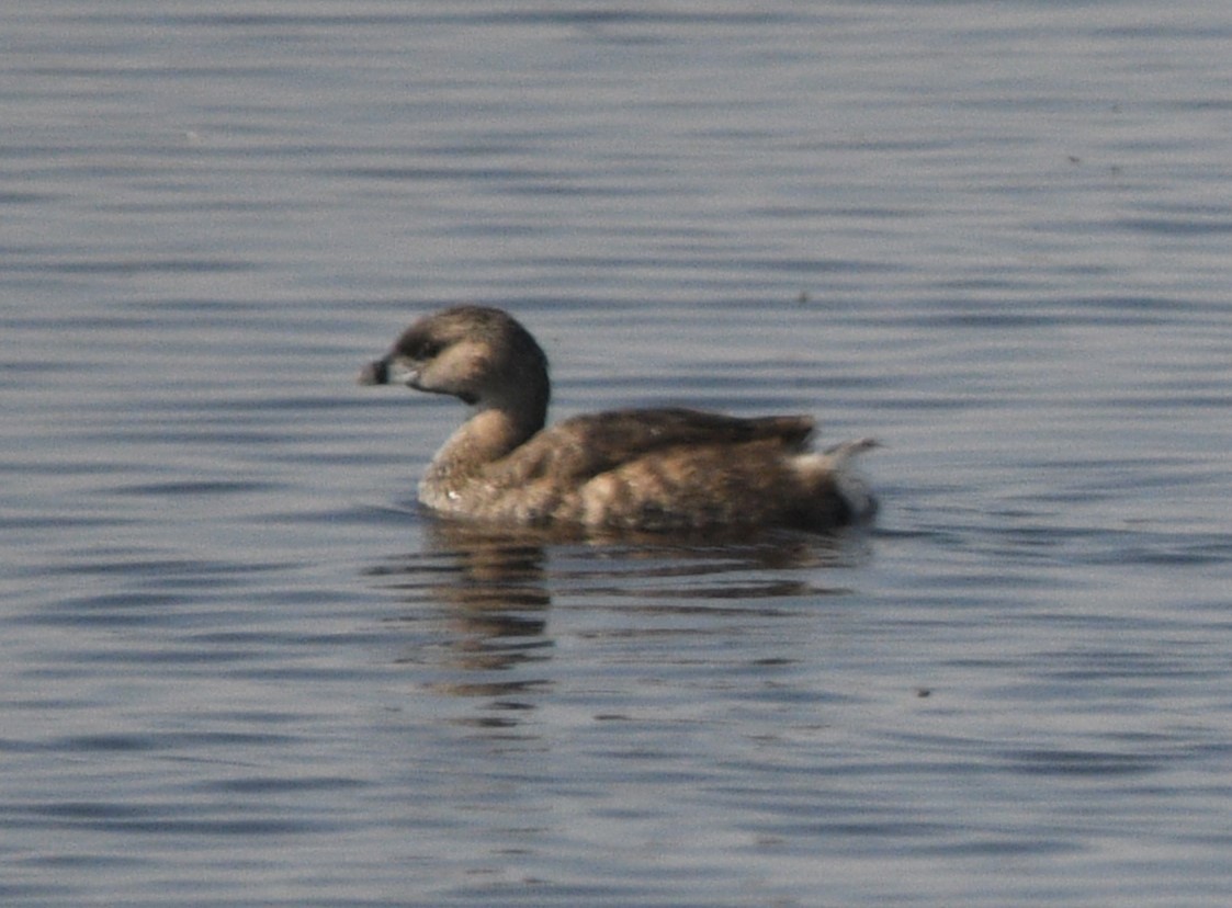 Pied-billed Grebe - ML622185624